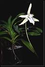 Angraecum sesquipedale * Angraecum sesquipedaleHermosa orquidea nativa de la isla de Madagascar, en frica, con atractivas flores cerosas de fragancia nocturna. Fue estudiada por Charles Darwin, quien predijo que su largo nectario de hasta 30 cm de largo corresponderia con la lengua de una mariposa nocturna que se alimentaria de la miel de la flor, almacenada en el fondo de ese rgano, al mismo tiempo que la polinizara. Aos despues de muerto el cientfico, la mariposa fue descubierta. * 673 x 999 * (358KB)